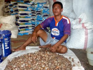 Spice trade is widespread in the Moluccas. © Marc Szeglat